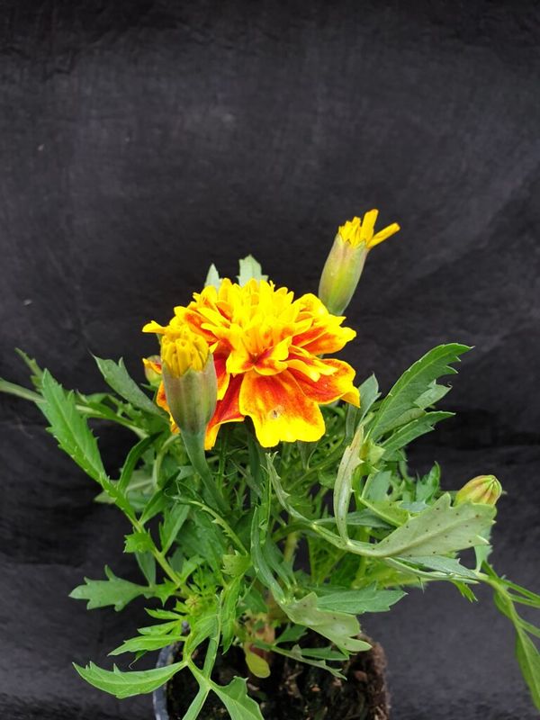 Bársonyvirág, Büdöske ( Tagetes erecta) - Image 2