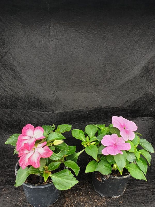 Nebáncsvirág, Pistike ( Impatiens walleriana ) - Image 4