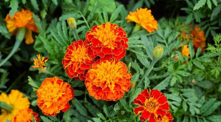 Bársonyvirág, Büdöske ( Tagetes erecta)