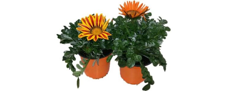 Záporvirág ( Gazania )