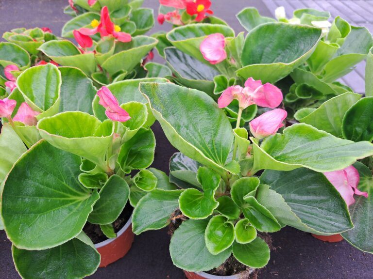 Big Begónia  (Begonia x hybrida )