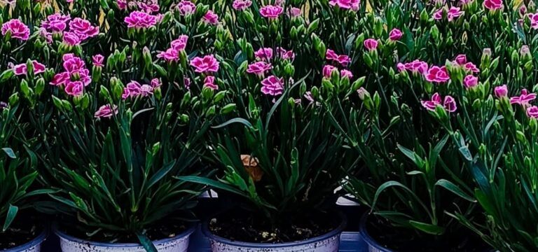 Kerti szegfű ( Dianthus )
