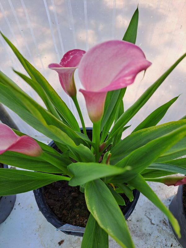 Kála ( Zantedeschia) (Calla) - Image 3
