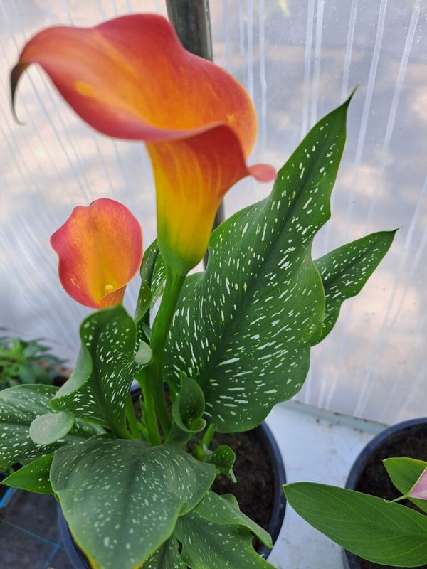 Kála ( Zantedeschia) (Calla) - Image 4