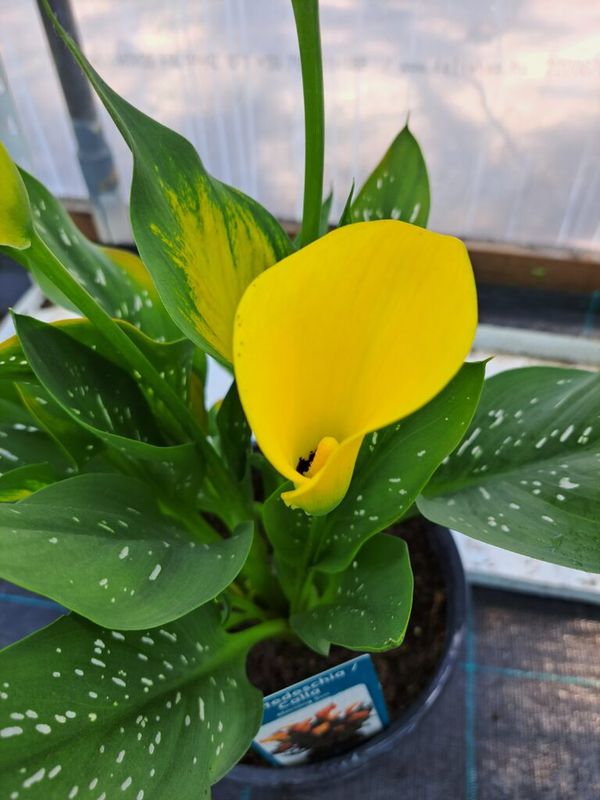 Kála ( Zantedeschia) (Calla) - Image 2