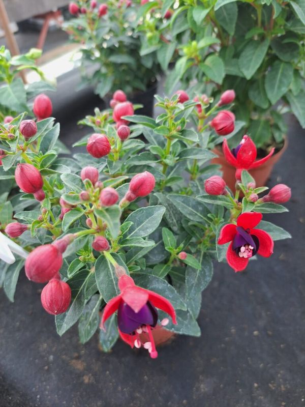 Fukszia ( Fuchsia ) álló
