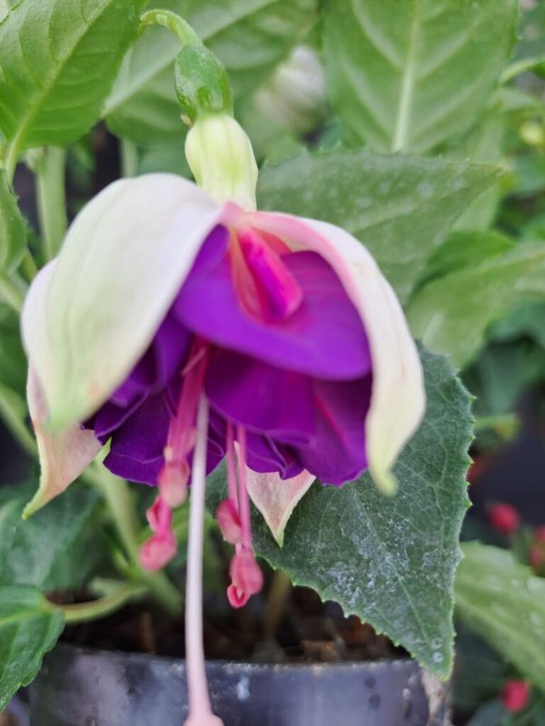 Fukszia ( Fuchsia ) álló - Image 2