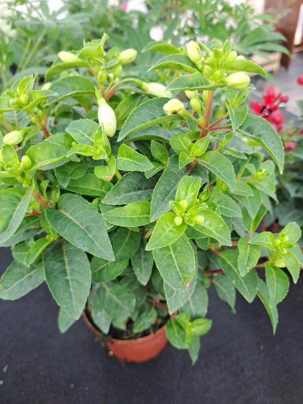Fukszia ( Fuchsia ) álló - Image 4