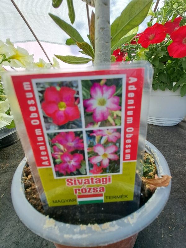 Sivatagi rózsa (Adenium) - Image 2