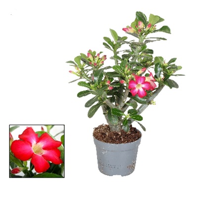 adenium_obesum_sivatagirózsa