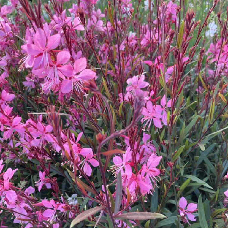 Díszgyertya ( Gaura )