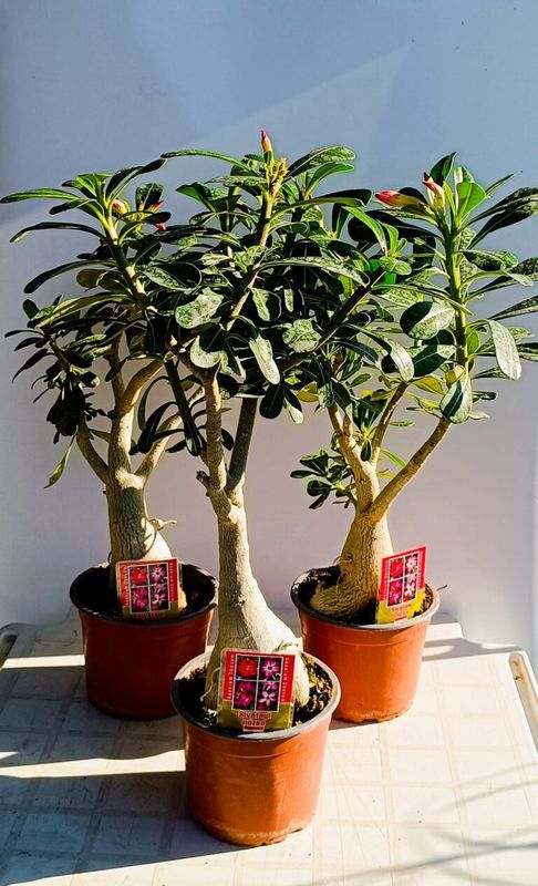 Sivatagi rózsa (Adenium)
