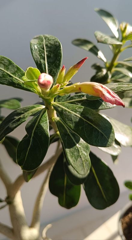 Sivatagi rózsa (Adenium) - Image 3