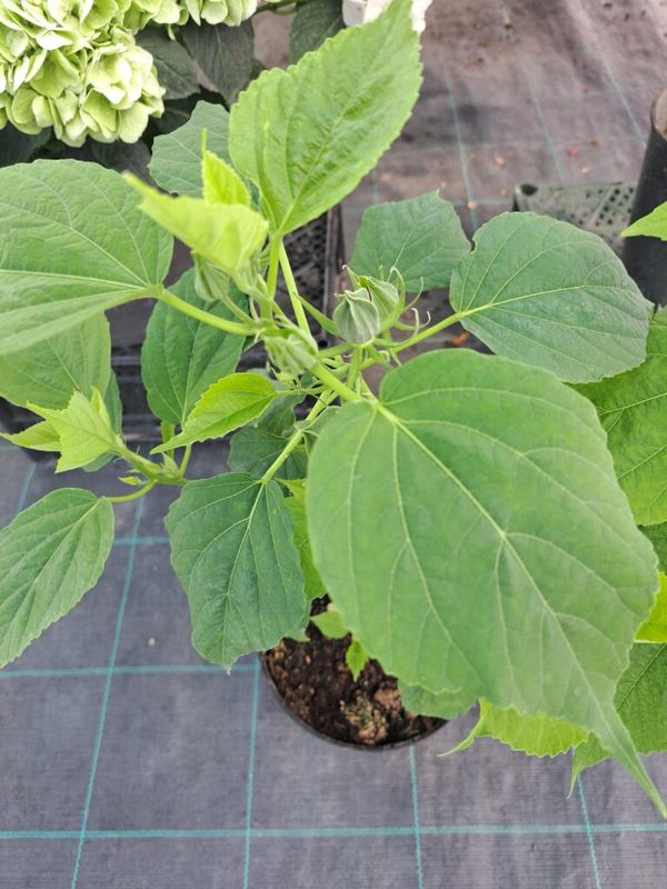 Mocsári Hibiszkusz (Hibiscus moscheutos) - Image 3