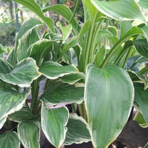 hosta_1