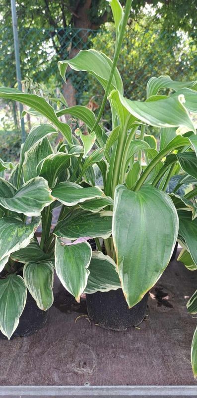 Árnyékliliom ( Hosta Albomarginata) - Image 2