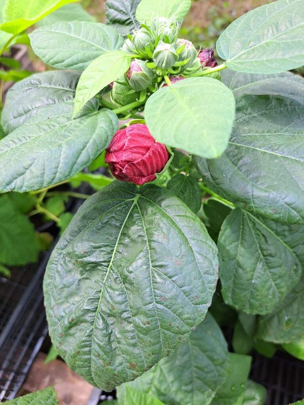 Mocsári Hibiszkusz (Hibiscus moscheutos) - Image 8