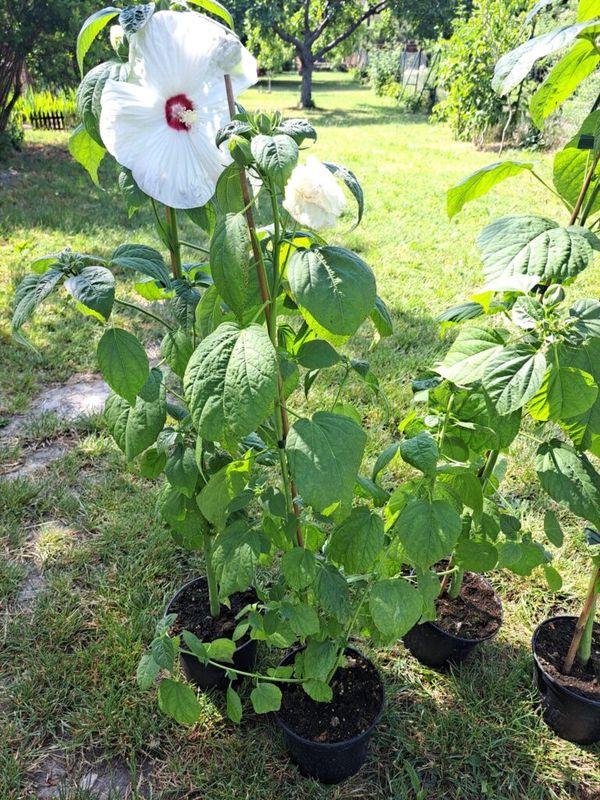 Mocsári Hibiszkusz (Hibiscus moscheutos) - Image 6
