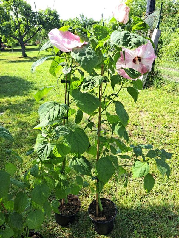 Mocsári Hibiszkusz (Hibiscus moscheutos) - Image 7