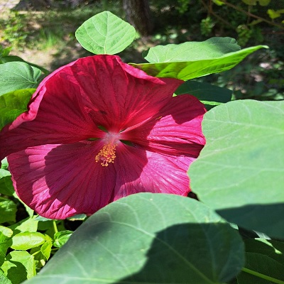 mocsári_hibiszkusz