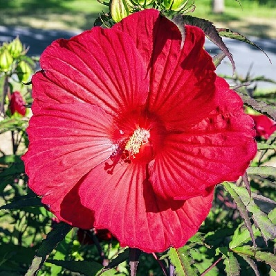 my_valentine_mocsari_hibiszkusz