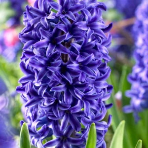Hyacinth_Blue_Jacket-4_e779931f-468e-4b5e-9743-baa156a7902c