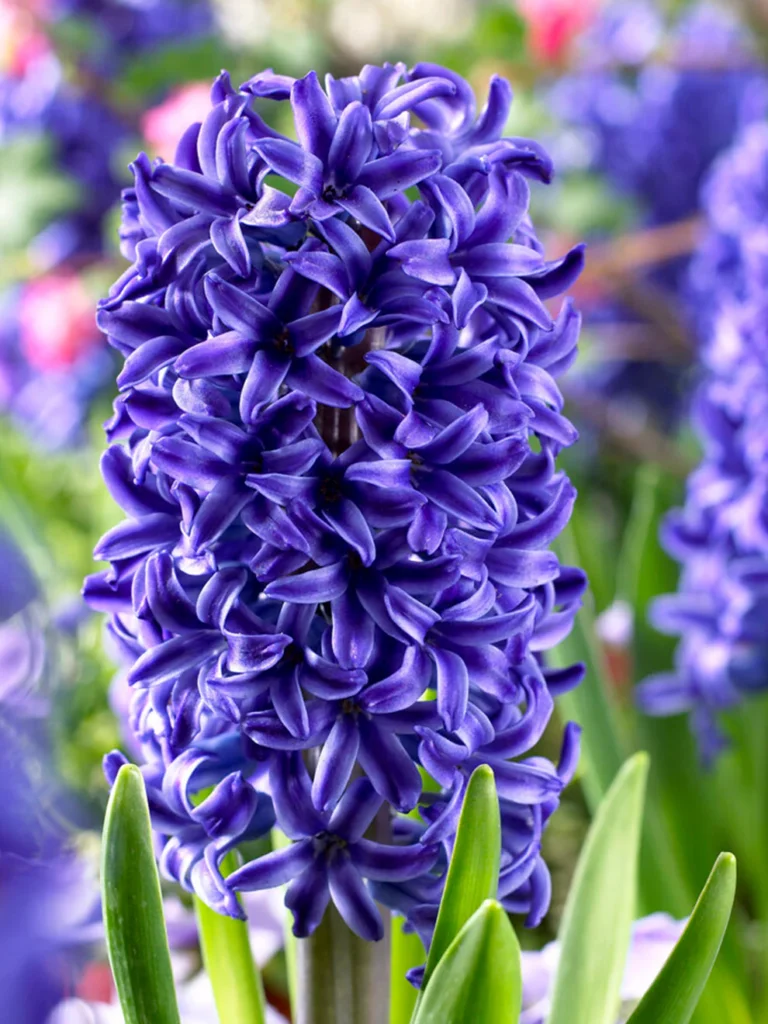 Jácint - ( HYACINTHUS-BLUE Niebieski )