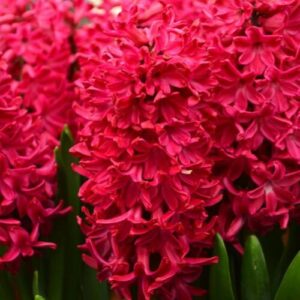 Hyacinth_red_glory