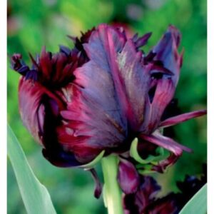 Tulipán – BLACK PARROT