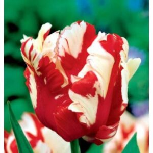 Tulipán – ESTELLA RIJVELD