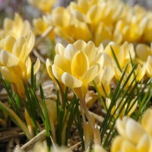 crocus_romance_1