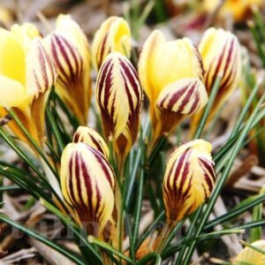 crocus_saturnus