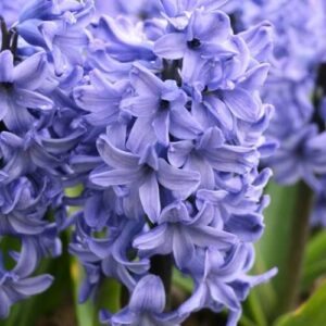 jacint_blue_star