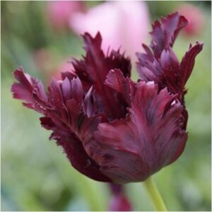 tulip_black_parrot