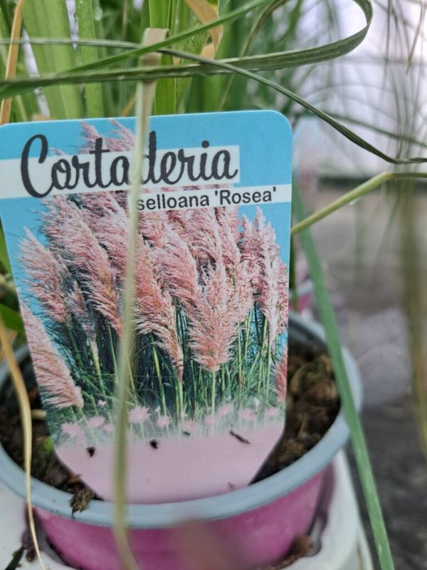 Pampafű ( Cortaderia selloana ) fehér vagy rózsaszín - Image 3