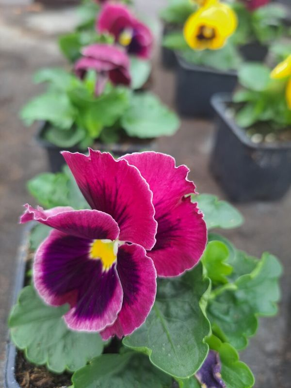 Árvácska (Viola × wittrockiana )