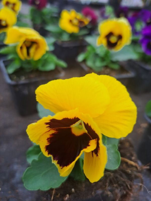 Árvácska (Viola × wittrockiana ) - Image 2