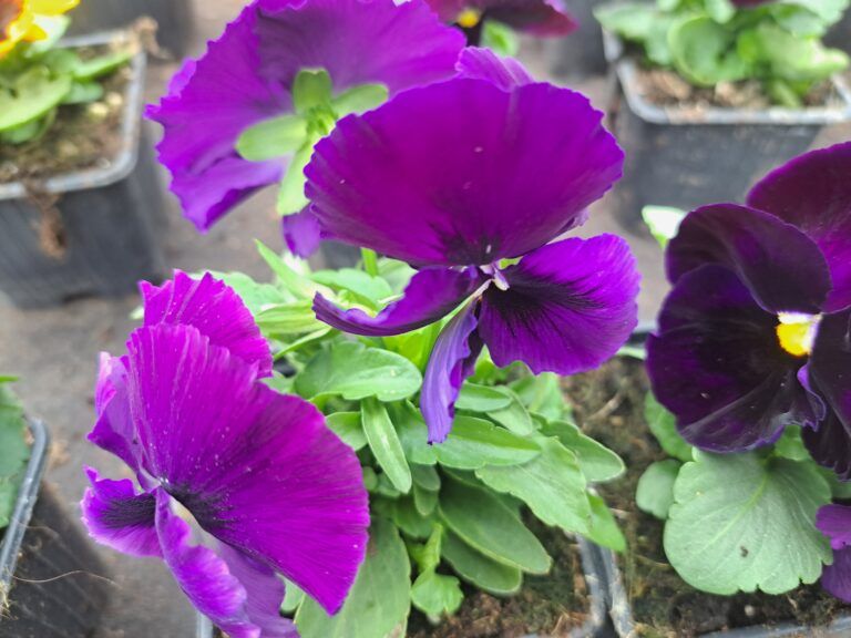 Árvácska (Viola × wittrockiana ) - Image 3
