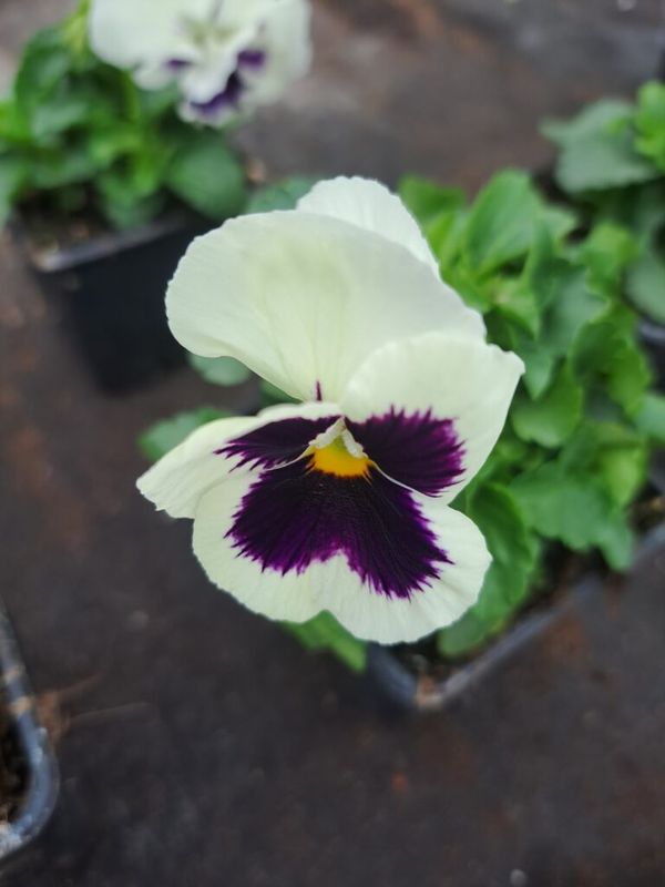 Árvácska (Viola × wittrockiana ) - Image 5