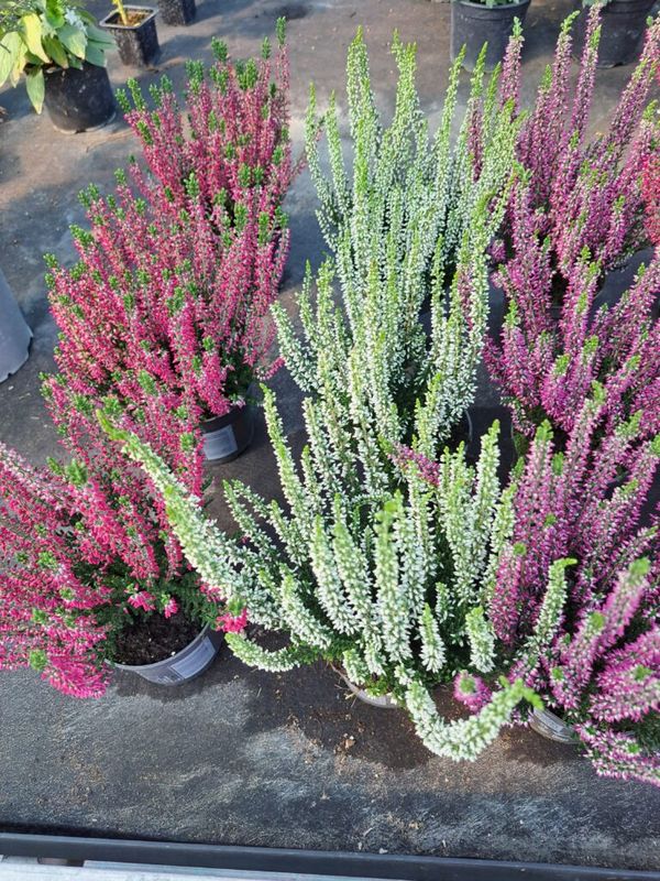 Csarab, seprűvirág (Calluna vulgaris) - Image 4