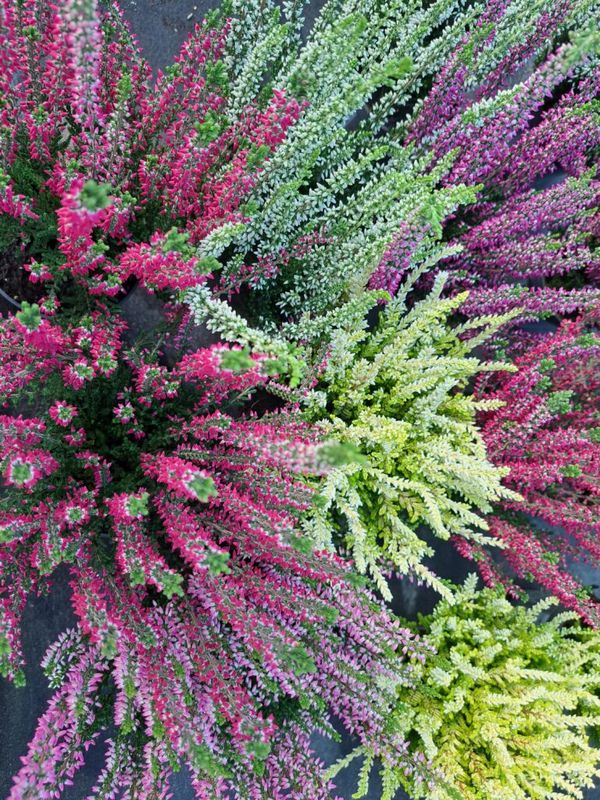 Csarab, seprűvirág (Calluna vulgaris) - Image 2