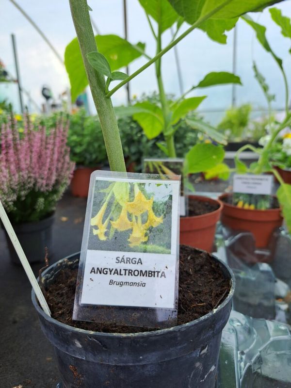Angyaltrombita ( Datura ) - Image 2