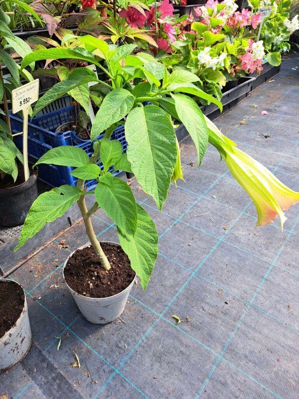Angyaltrombita ( Datura )