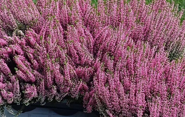 Csarab, seprűvirág (Calluna vulgaris)