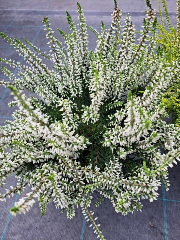 Csarab, seprűvirág (Calluna vulgaris) - Image 6