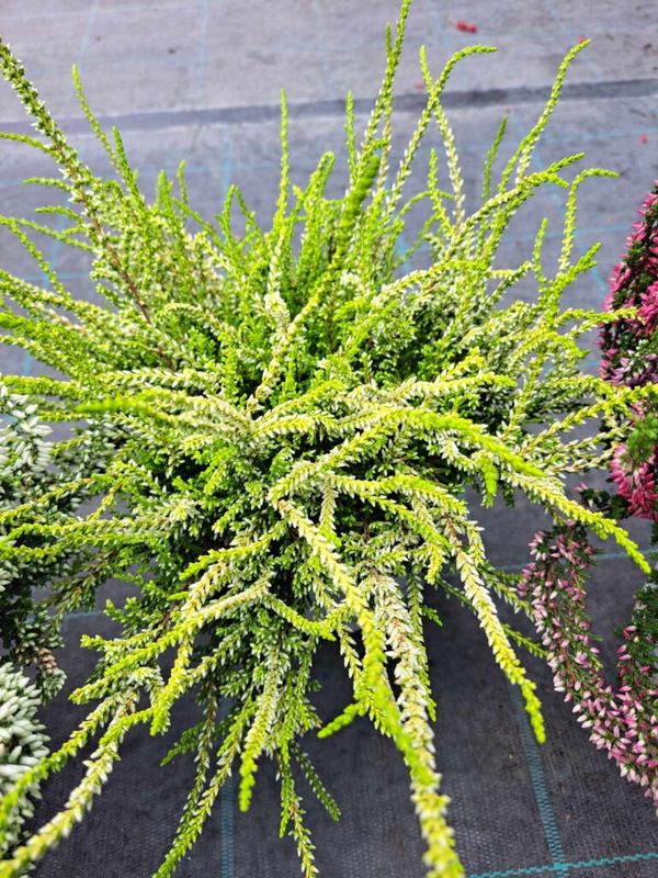 Csarab, seprűvirág (Calluna vulgaris) - Image 7