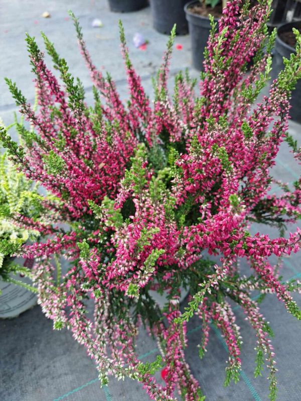 Csarab, seprűvirág (Calluna vulgaris) - Image 8