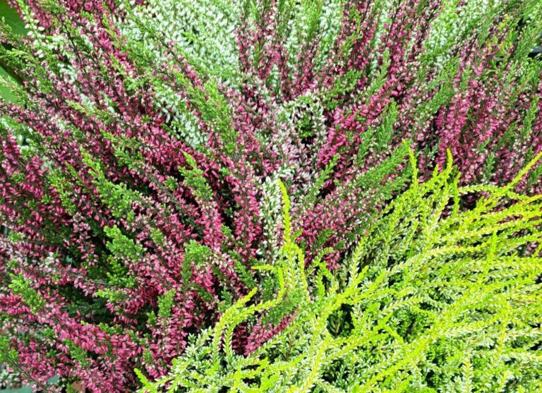 Csarab, seprűvirág (Calluna vulgaris) - Image 5