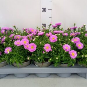 aster