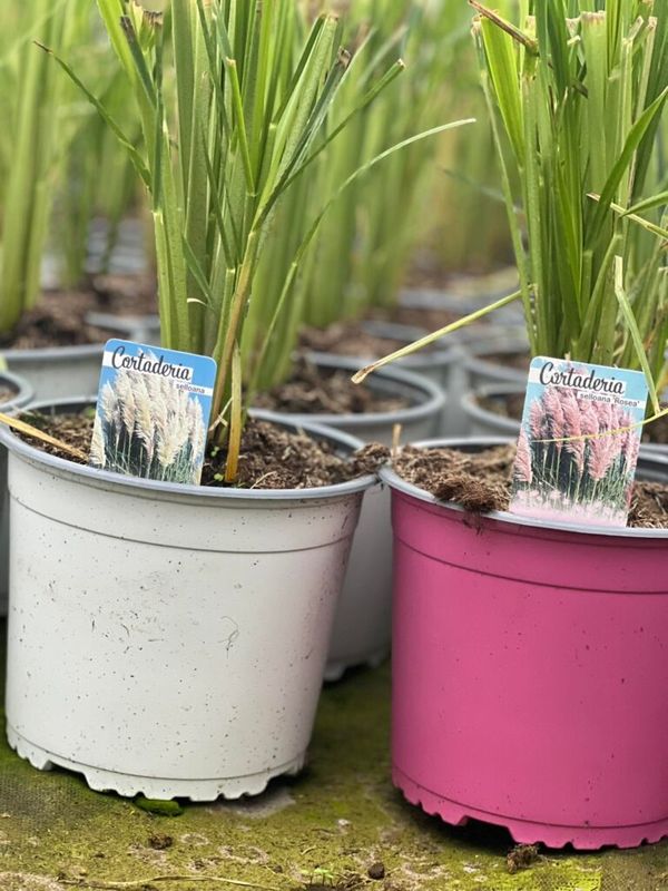 Pampafű ( Cortaderia selloana ) fehér vagy rózsaszín - Image 4